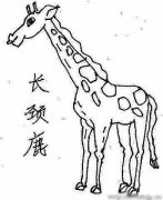 动物简笔画：长颈鹿