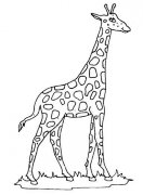 草地上的长颈鹿简笔画图片