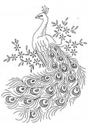 漂亮羽毛的孔雀简笔画