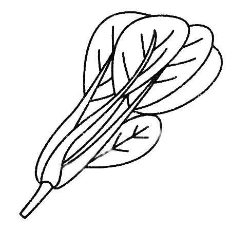 菠菜简笔画 菠菜简笔画图片带颜色