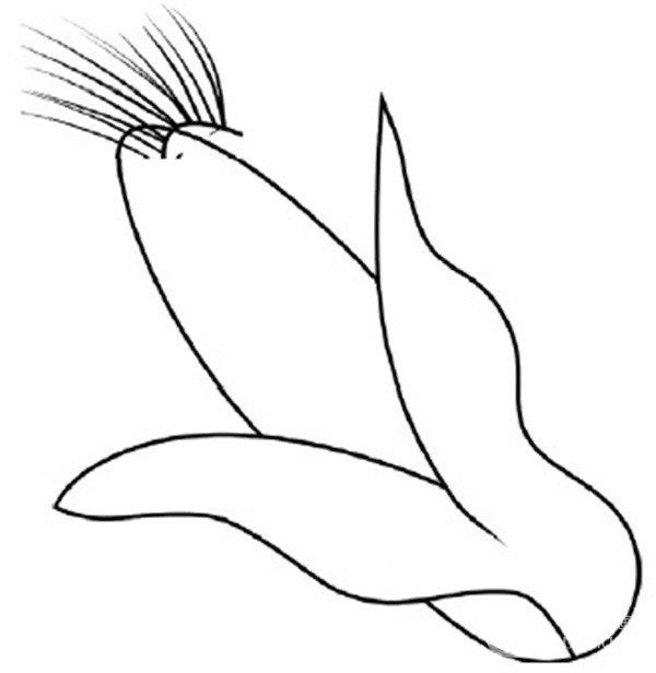香甜的玉米简笔画怎么画 香甜的玉米简笔画画法
