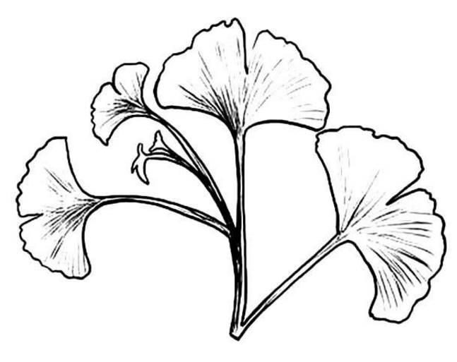 简笔画树叶 简笔画树叶边框