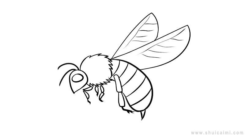 蜜蜂简笔画怎么画 蜜蜂简笔画好看