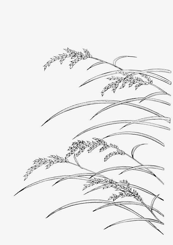 小麦简笔画 小麦简笔画图片