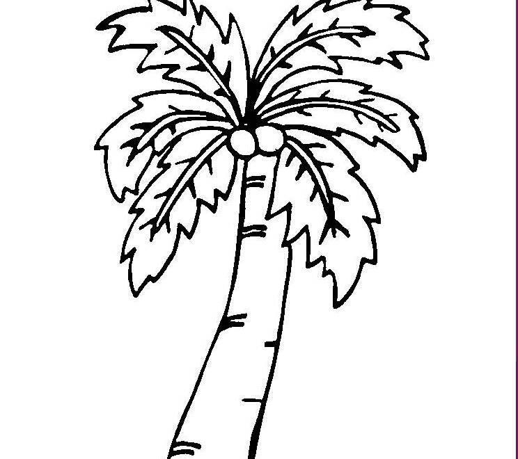 椰子简笔画 椰子简笔画图片