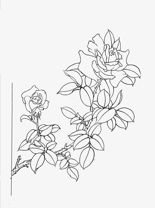 月季花简笔画图片大全 月季花简笔画图片大全大图