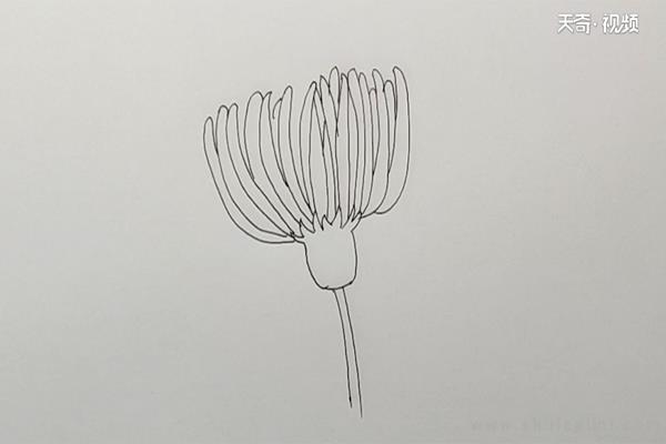 菊花简笔画怎么画 菊花简笔画步骤