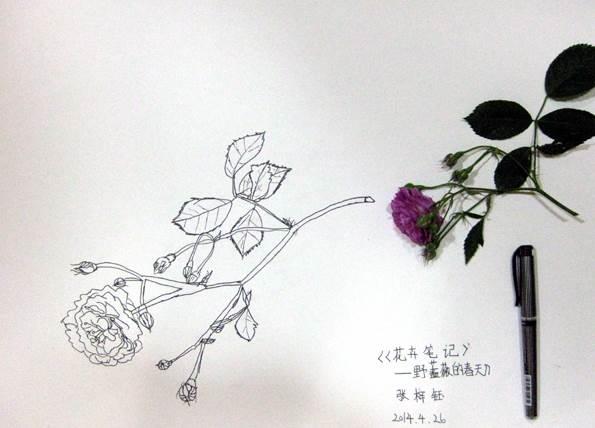 蔷薇简笔画图片大全 蔷薇简笔画图片大全可爱