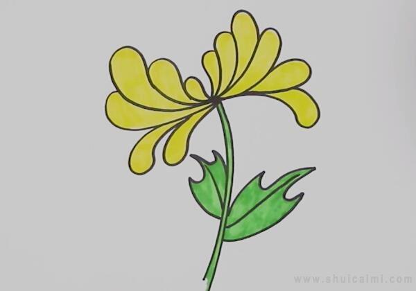 菊花简笔画怎么画 菊花简笔画好看