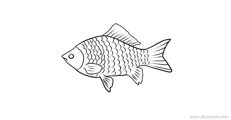 鲫鱼儿童画怎么画 鲫鱼简笔画图片大全
