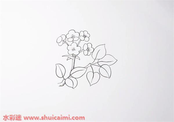 梨花怎么画 梨花简笔画步骤