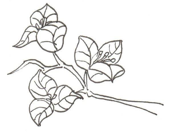 三角梅的简笔画怎么画 三角梅的简笔画好看