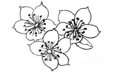 海棠花简笔画 怎样画海棠花简笔画