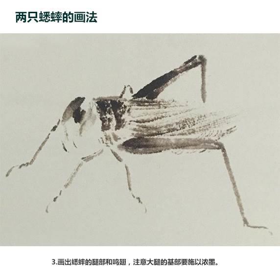 蟋蟀简笔画 蟋蟀简笔画图片带颜色