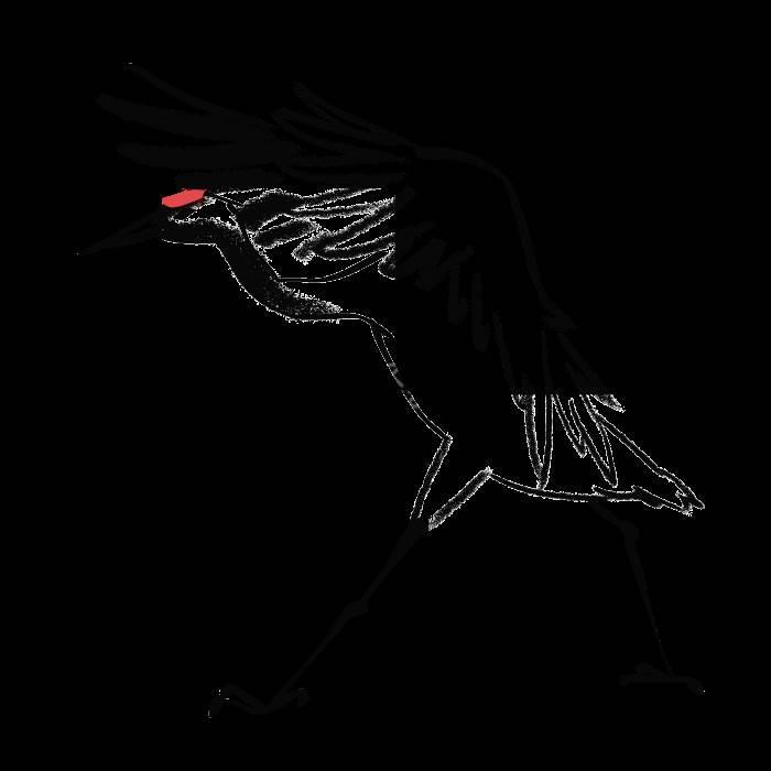 鹤简笔画图片大全 鹤简笔画图片大全可爱