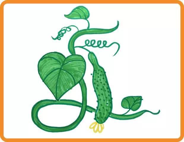 黄瓜简笔画 黄瓜简笔画怎么画