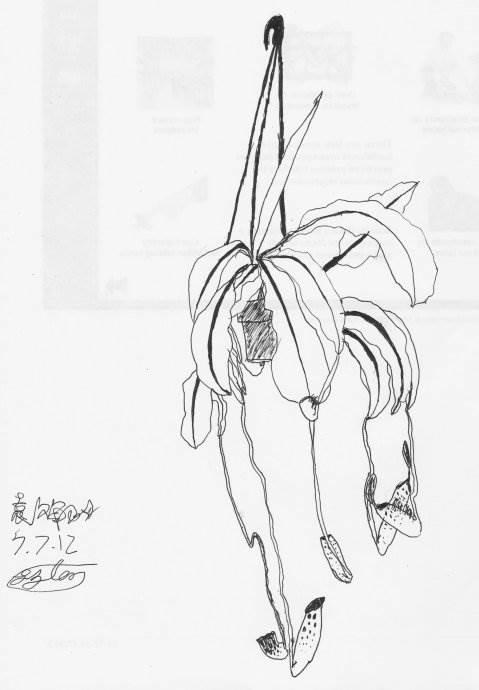 猪笼草简笔画图片大全 猪笼草简笔画绘画图片