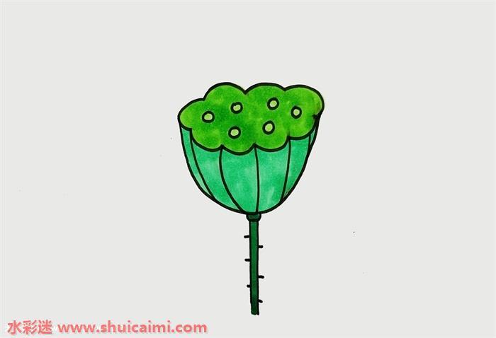 莲蓬怎么画 莲蓬简笔画简单又漂亮彩色
