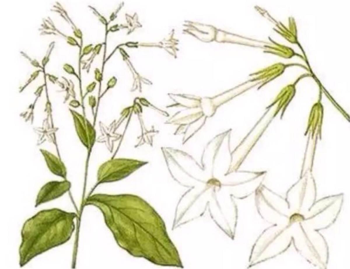 烟草花简笔画 烟草花简笔画简单又漂亮