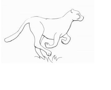 豹子简笔画图片大全 豹子简笔画图片大全大图凶猛