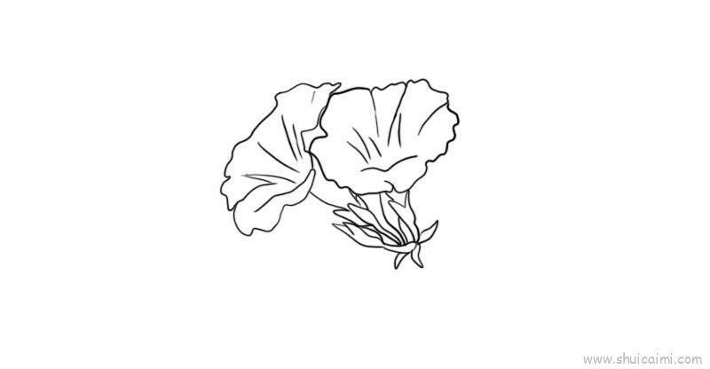牵牛花儿童画怎么画 牵牛花简笔画画法
