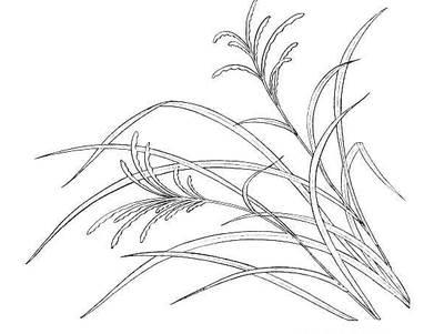 草简笔画 草丛简笔画