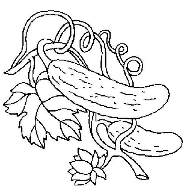 黄瓜简笔画 黄瓜简笔画怎么画