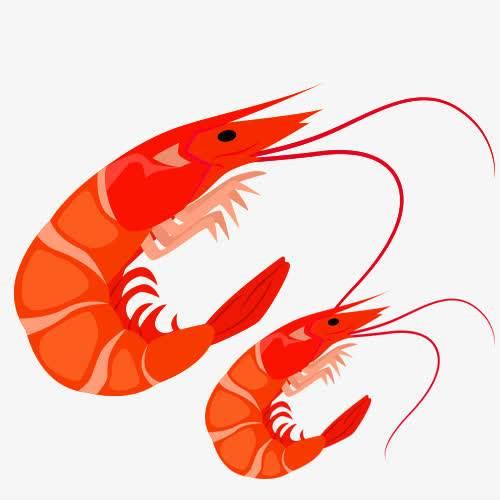 虾简笔画 虾简笔画图片