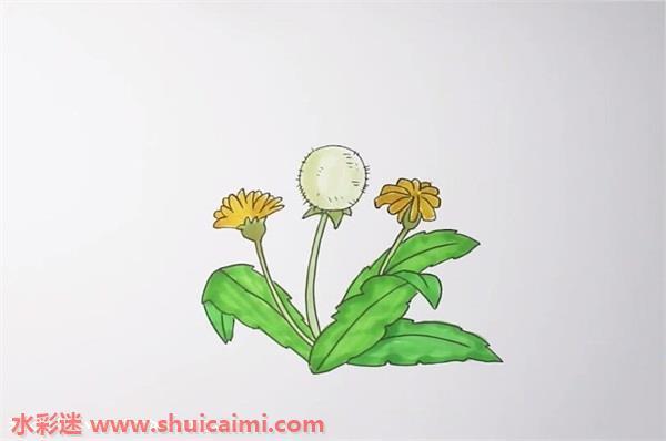 蒲公英怎么画 蒲公英简笔画步骤图