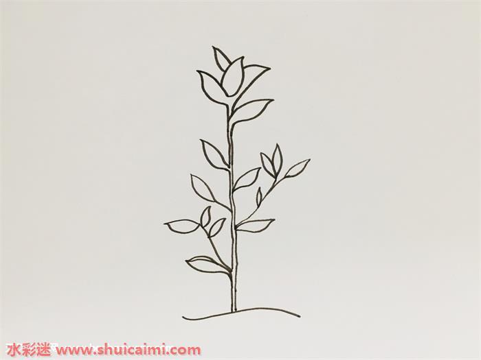 茶树怎么画 茶树简笔画图片大全带颜色