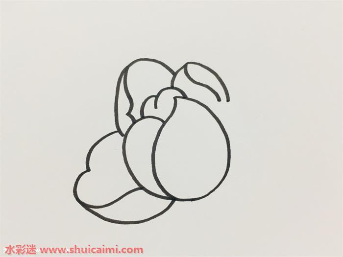 芍药怎么画 芍药简笔画简单彩色