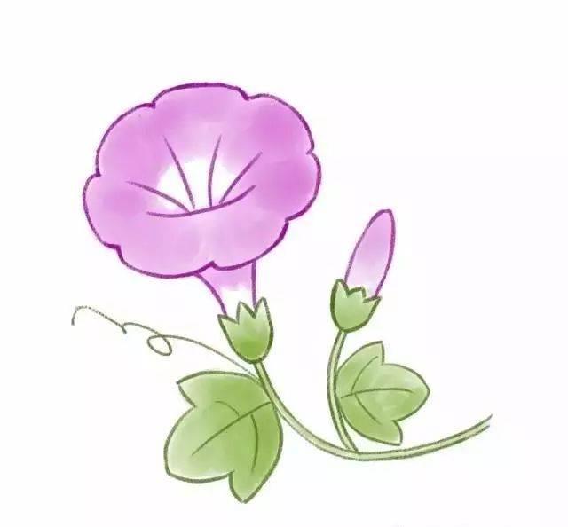 牵牛花的简笔画图片大全 牵牛花的简笔画图片大全彩色