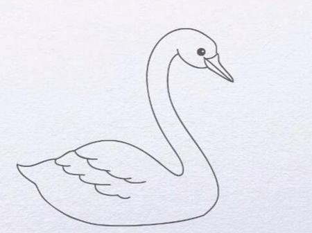 天鹅的简笔画图片大全 天鹅的简笔画图片大全可爱