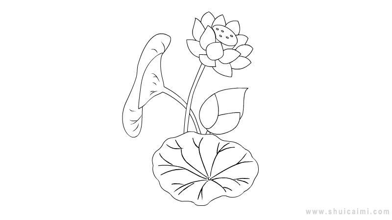 荷花简笔画怎么画 荷花简笔画步骤