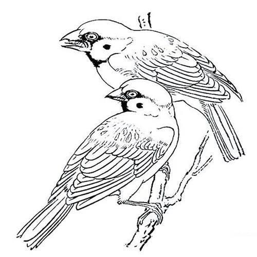 麻雀简笔画 麻雀简笔画带颜色