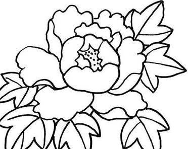 牡丹花的简笔画 牡丹花的简笔画简单漂亮