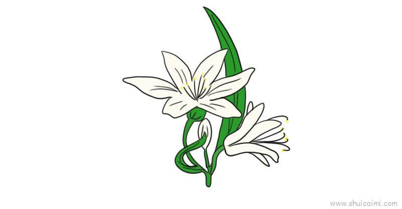 百合花儿童画怎么画 百合花简笔画简单又好看