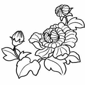 芙蓉花简笔画 芙蓉花简笔画简单