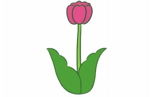 郁金香简笔画 郁金香简笔画图片