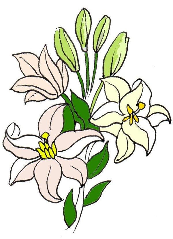 百合花的简笔画怎么画 百合花的简笔画顺序