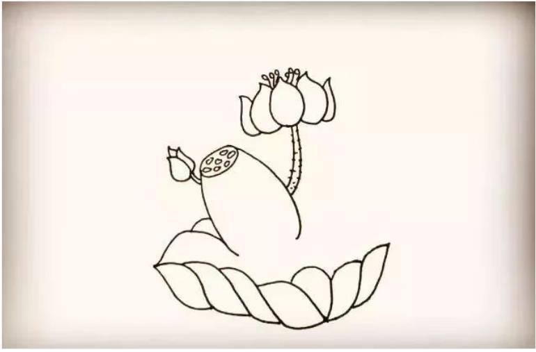 荷花简笔画步骤图解简单又漂亮