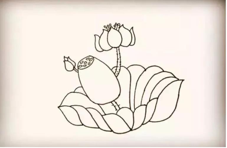 荷花简笔画步骤图解简单又漂亮