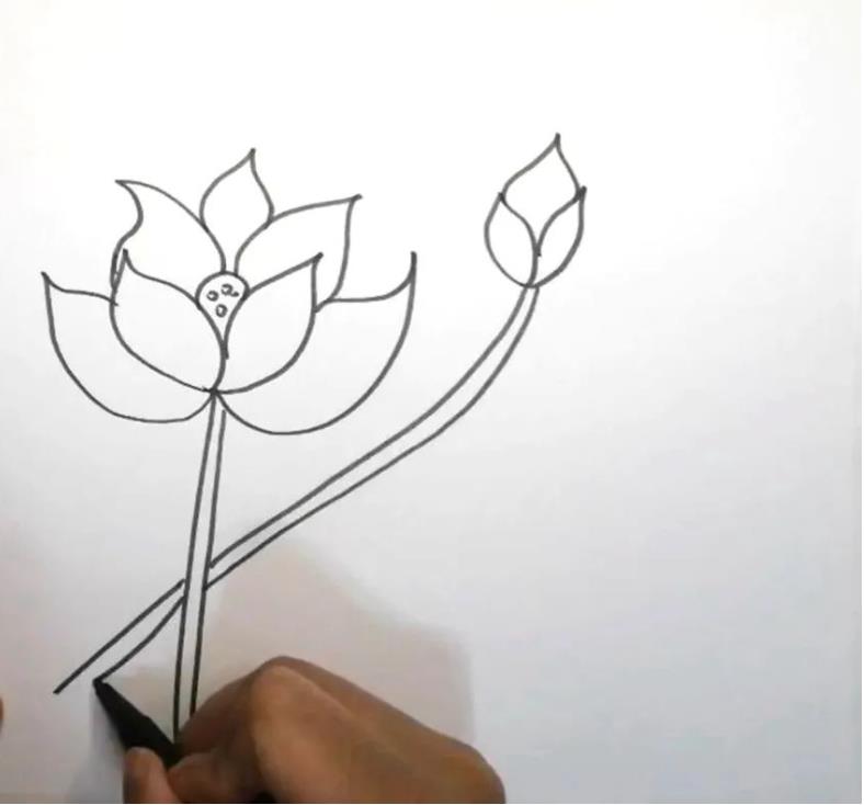 荷花简笔画教程图片彩色版可爱又漂亮