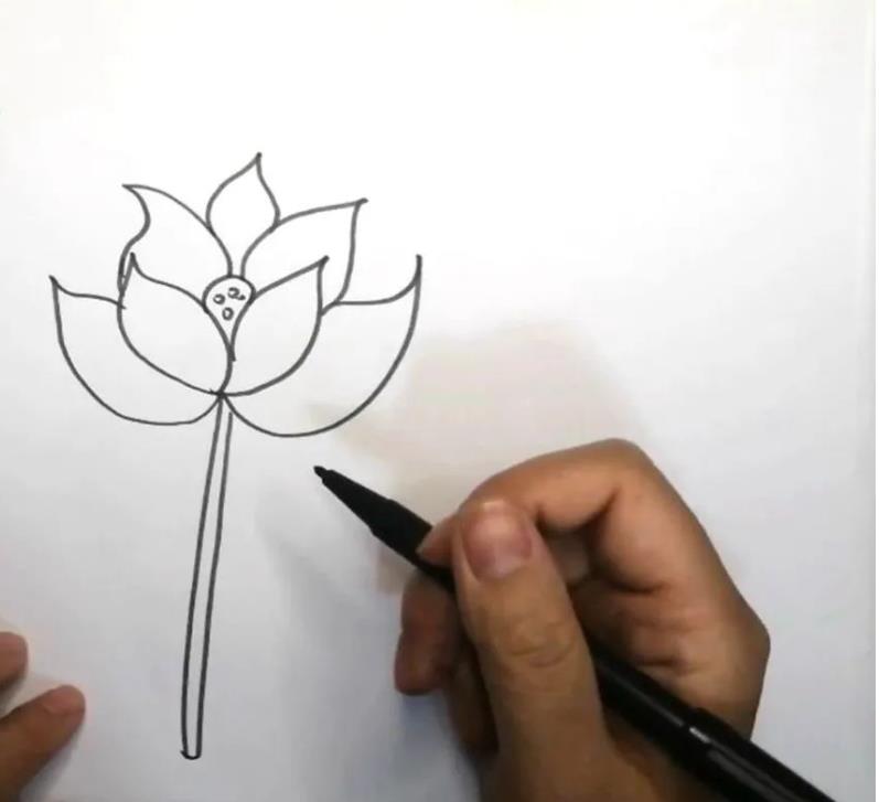 荷花简笔画教程图片彩色版可爱又漂亮