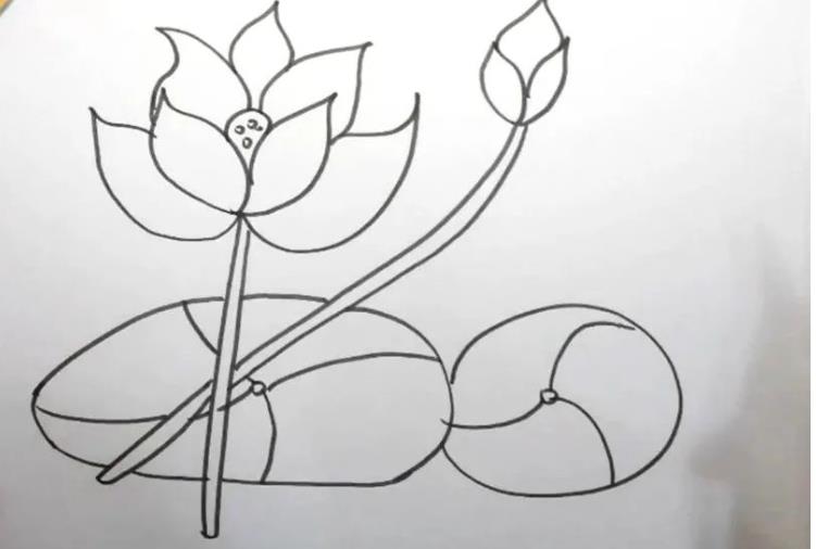 荷花简笔画教程图片彩色版可爱又漂亮