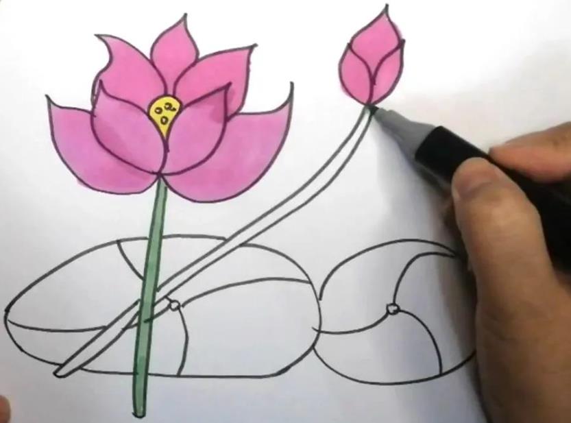 荷花简笔画教程图片彩色版可爱又漂亮