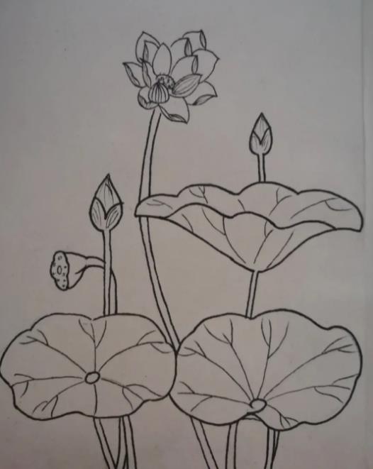 2023的夏天荷花简笔画图片欣赏