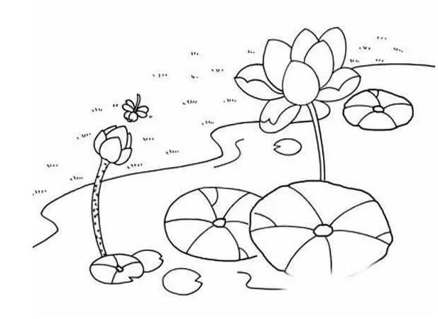 2023的夏天荷花简笔画图片欣赏