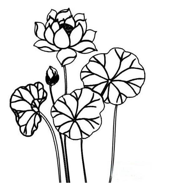 2023的夏天荷花简笔画图片欣赏