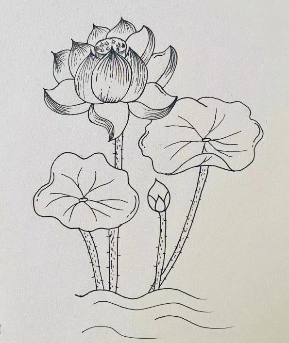 荷花盛开的样子怎么画 荷花盛开的简笔画图片